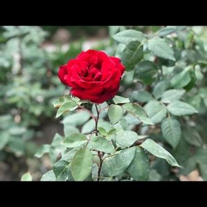 Meet your Posher, Isabella